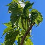 Image result for Morus indica