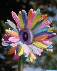 Flowers are the most gracious and nonpareil way to speak out your jejunum and a language scrutable on route to all. Pin On Nature Beauty
