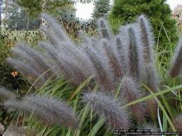 Some of these grasses can look a bit unkempt and require more maintenance, so choose carefully. Plantfiles Pictures Pennisetum Black Fountain Grass Moudry Pennisetum Alopecuroides By Hczone6
