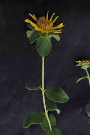 Image result for Aspilia