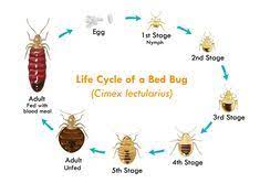 This pest problem is significantly more pervasive. 22 Bed Bugs Ideas In 2021 Bed Bugs Bugs Bed Bugs Infestation