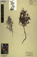 Image result for Anticharis senegalensis