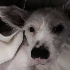 Our services and facilities are designed to assist in routine preventive care for young, healthy pets. Humane Vet Hospital Of San Diego 116 Photos 361 Reviews Veterinarians 8360 B Paradise Valley Rd Spring Valley Ca Phone Number