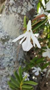 Image result for Jumellea usambarensis