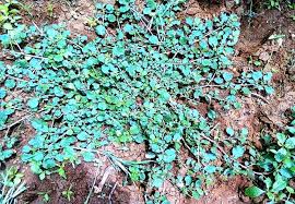 Image result for Trianthema