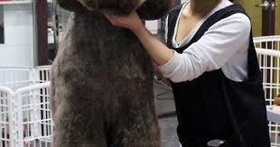 Maybe you would like to learn more about one of these? Facts Standard Poodle Haircut Teddy Bear In Japan Animals At Repinned Net