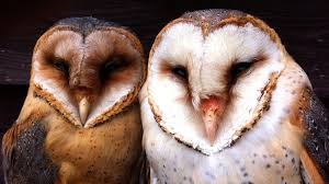Historically, it nested in tree cavities, specifically in silver maple, american sycamore, and white oak. Moonlight Turns White Barn Owls Into Terrifying Ghosts Nova Pbs Nova Pbs