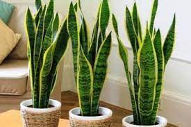 Pokok lidah jin atau sansevieria dalam bahasa inggeris merupakan sejenis tumbuhan yang mempunyai lebih daripada 70 spesies tumbuhan berbunga dalam keluarga ruscaceae yang semula jadi kepada negara tropika zaman dahulu. Lidah Mertua Tanaman Cantik Yang Kini Harganya Selangit Punya 12 Manfaat Kesehatan Semua Halaman Intisari