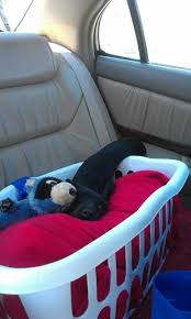 Pin By Ashley Walston On Flossy Dog Bike Basket Dog Car Seats Dog Bike Carrier