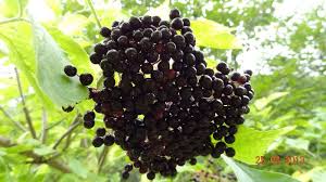 Este interzis consumul lor in stare cruda! Vand Dulceata De Soc Tibike
