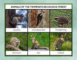 Maybe you would like to learn more about one of these? The Deciduous Forest Biome Nature Curriculum In Cards