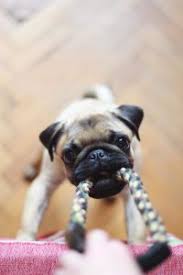 Does fido bite you, or other family members? Stop Puppy Biting Fast With These 10 Tips Pupford