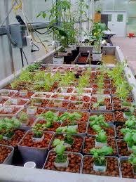 Ebb And Flow Hydroponic System Ebb And Flow Hydroponics Hydroponics Hydroponics System