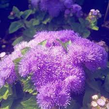 Leberbalsam Als Unterpflanzung Im Kubel Mit Weinrebe Ageratumhoustonianum Gartenspass Zierpflanze Plants Vegetables Cabbage