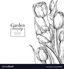 Tulip Flower And Leaves Drawing Border Vector Image On Vectorstock Flower Line Drawings Drawing Borders Tulip Drawing