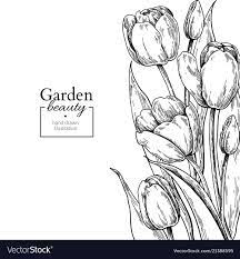 Place for text, design for weddings, invitations, g. Tulip Flower And Leaves Drawing Border Vector Image On Vectorstock Flower Line Drawings Drawing Borders Tulip Drawing