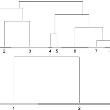 Image result for Eriocephalus luederitzianus