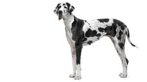 We did not find results for: Great Dane Dog Breed Information Purina