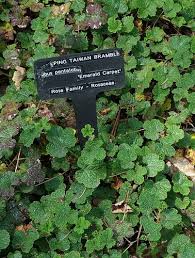 Image result for Rubus adolfi-friederici