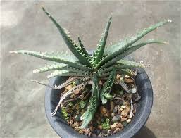 Image result for Aloe christianii