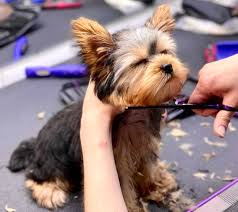 Image result for yorkshire haircut