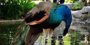 This park is located at the lake garden and there are many other attractions here. Visiting The Kuala Lumpur Bird Park For An Escape Malaysia Travel