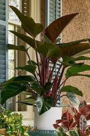 What material options are available in red plant pots? Philodendron Rojo Congo Red Rooted Plant Philodendron Plants Indoor Plant Display
