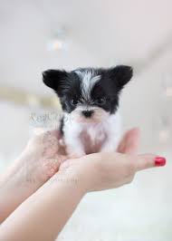 Find chihuahuas for sale in detroit on oodle classifieds. Mi Ki Teacup Puppies Boutique