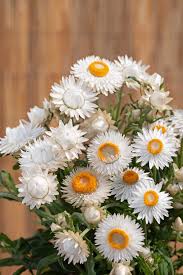 Image result for Helichrysum zeyheri