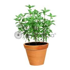 Indoors, it will not grow as fast or as lushly but still needs adequate room to develop. Far East Flora Garden Online Thai Basil