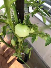 Tips tanam dan semai tomat. 3 Langkah Mudah Tanam Tomato Ceri 4 Bulan Dah Boleh Petik Wanita Ni Kongsi Rahsia Elak Serangga Perosak Keluarga