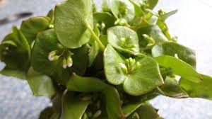 Lebensmittellexikon.de ist für den deutschsprachigen raum in dieser ausführlichkeit und aktualität ein einmaliges nachschlagewerk. Portulak Eine Vergessene Gartenpflanze Gemuse Und Heilkraut Portulak Pflanzen Gartenpflanzen