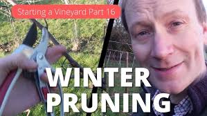 Frequently Asked Questions in Grape Pruning