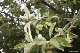 Image result for Glenniea africana