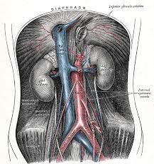 Aortoiliac Occlusive Disease Wikipedia
