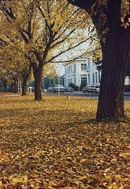 Vintage Canberra Autumn In Australia Australia Capital Australian Capital Territory