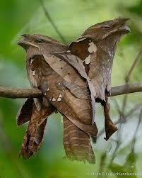 Birds With Their Nest Images Looking Like Little More Than A Clump Of Dead Leaves On A Branch A Pair Of Dulit Frogmouths Batrachostom Domashnie Pticy Fotografii Zhivotnyh Strannye Zhivotnye