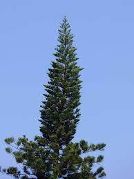 If rot sets in at the site of the cut, that may eventually do the tree in, but i think that would take decades. What Is The Best Way To Trim A Pine Tree Quora