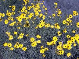 Image result for Helianthus angustifolius