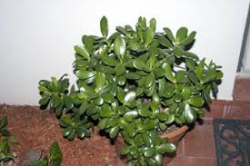 The most common asia plant feng shui material is paper. Power Feng Shui S Lucky Jade Plant For Prosperity Alex Shaw Power Feng Shui