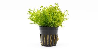 Image result for Selaginella kraussiana