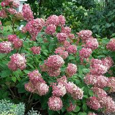 .(hydrangea macrophylla), climbing hydrangea (hydrangea anomala) and oakleaf hydrangea hydrangeas grow best in an organically enriched soil. How To Get More Hydrangea Flowers Better Homes Gardens