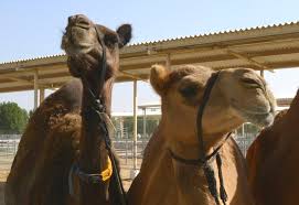 If you wanna have an authentic amazing activity in dubai, this is the thing to do ! Report Shows Extent Of Dairy Industry In Dubai