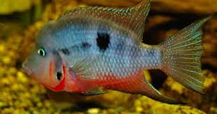Fire Mouth Cichlids Cichlid Fish Fish Breeding