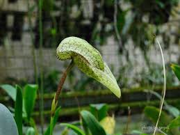Image result for Bulbophyllum X chikukwa