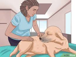 There are many early warning signs of cancer in dogs and cats. How To Know If Your Dog Has Cancer 11 Steps With Pictures