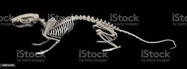 Foto De Esqueleto De Rato E Mais Fotos De Stock De Anatomia Istock