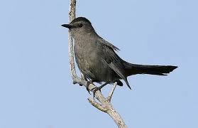 Black Bird With White Head And Tail Catbird Gray Bird Black Head Black Tail Wildlife Catbird Photo