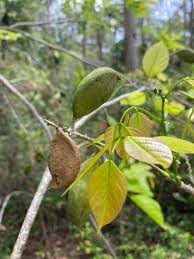 Image result for Millettia pinnata