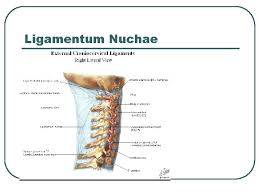 It runs from the external occipital protuberance along the tips of the spinous processes of the. Vertebral Column Osteology And Arthrology Osteology L L